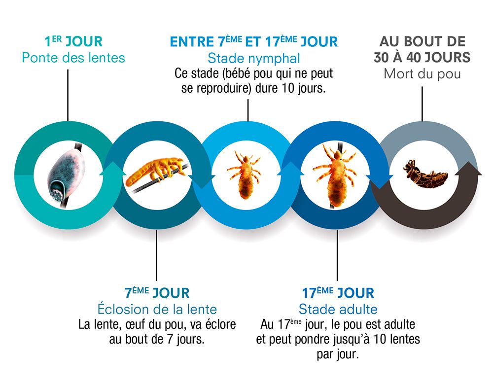 Cycle de vie du pou
